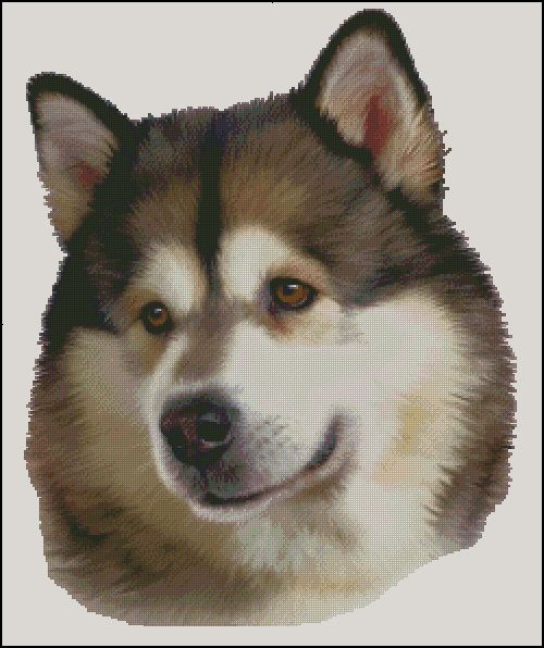 (image for) Alaskan Malamute NB